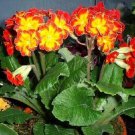 Primula polyantha Supernova Fire 250 seeds