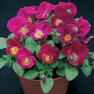 Viola Strawberry Sundae 250 seeds