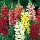 Snapdragon Tahiti Mix 1,000 seeds