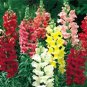 Snapdragon Tahiti Mix 1,000 seeds