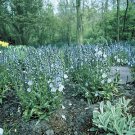 Veronica prostrata Nestor 250 seeds