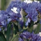 Statice QIS Pale Blue 500 seeds