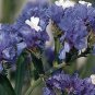 Statice QIS Pale Blue 500 seeds