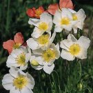 Papaver alpinum Alpine Poppy Mix 1,000 seeds