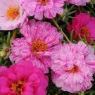 Portulaca Happy Trails Peppermint 250 seeds