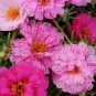 Portulaca Happy Trails Peppermint 250 seeds