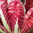 Radicchio Treviso Early 250 seeds