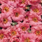 Portulaca Sundial Peach 1,000 seeds