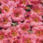 Portulaca Sundial Peach 1,000 seeds