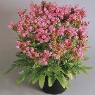 Prunella grandiflora Bella Deep Rose 250 seeds