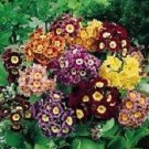 Primula auricula Special Mix 250 seeds