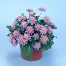 Scabiosa japonica Blue Diamonds 250 seeds