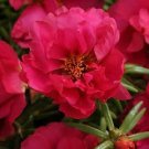 Portulaca Happy Hour Fuchsia 1,000 seeds