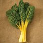Swiss Chard Bright Yellow 500 seeds