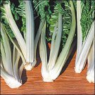 Swiss Chard Fordhook Giant 500 seeds