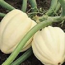 Squash Winter Cream of the Crop 100 seeds