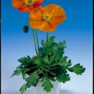 Papaver nudicale Wonderland Orange 500 seeds