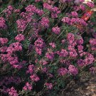 Verbena Profusion Violet 500 seeds