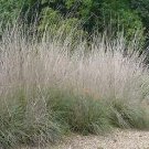 Muhlenbergia rigens 500 seeds