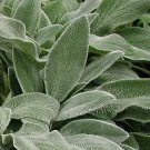 Stachys byzantina Fuzzy Wuzzy 1,000 seeds