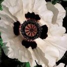 Papaver orientalis Checkers 250 seeds