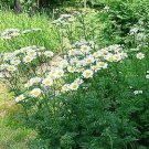 Tanacetum Misc corymbosum 250 seeds