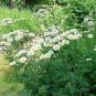 Tanacetum Misc corymbosum 250 seeds
