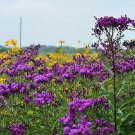 Vernonia altissima 250 seeds