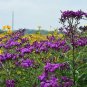 Vernonia altissima 250 seeds