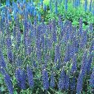 Veronica gentianoides Blue Streak 250 seeds