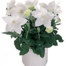 Platycodon Astra Single White 250 seeds