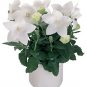 Platycodon Astra Single White 250 seeds