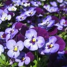 Viola Penny Denim JumpUp 250 seeds