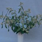 Oxypetalum (Tweedia) Tweedie 100 seeds