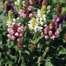 Prunella grandiflora Pagoda Mix 250 seeds