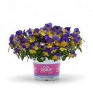 Pansy Cool Wave Morpho 100 seeds