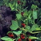 Tetragonolobus Asparagus Pea 100 seeds