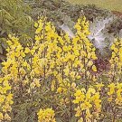 Thermopsis caroliniana 100 seeds
