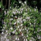 Symphyandra zanzegur 500 seeds