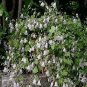Symphyandra zanzegur 500 seeds