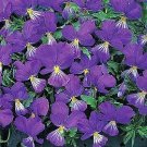 Viola corsica Little Gem 250 seeds
