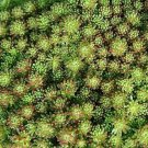 Sedum stoloniferum 500 seeds