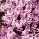 Veronica spicata rosea 1,000 seeds