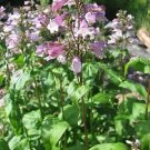 Penstemon calycosus 1,000 seeds