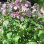 Penstemon calycosus 1,000 seeds