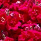 Snapdragon Twinny Violet 500 seeds