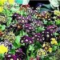 Primula pubescens 250 seeds