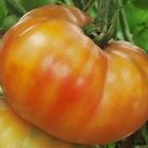 Tomato Big Rainbow 250 seeds