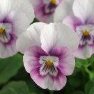 Viola Sorbet XP Pink Halo 250 seeds