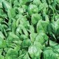Spinach Whale 1,000 seeds